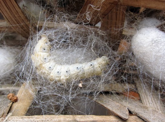 6944699206_d4a4ac1459_b