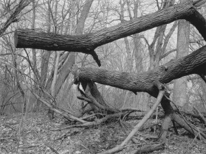 bd0caa3c5e993ee6a5fce54e8290074d